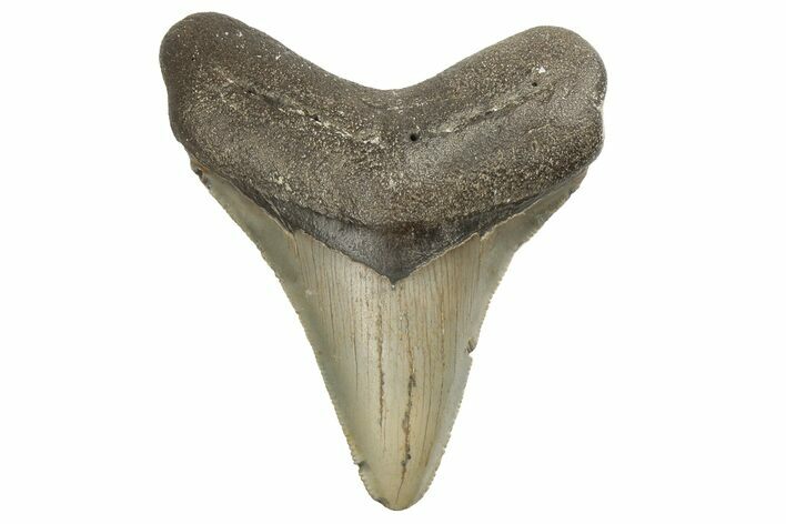 Serrated, Fossil Megalodon Tooth - North Carolina #190776